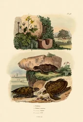 Celidonia maggiore